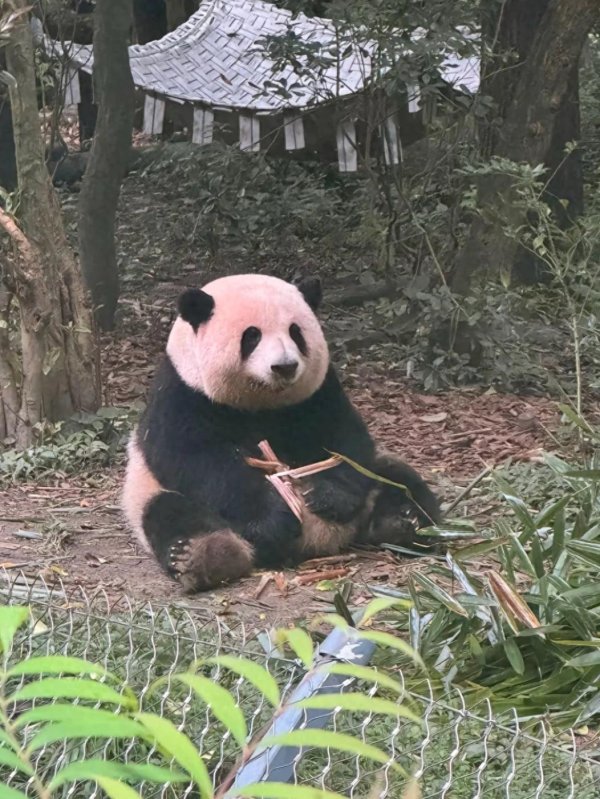 N配资 花花的治愈力量很强大