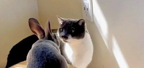 中岩投资 猫咪不幸患上癫痫，主人养了一只兔子后，居然治好了猫咪？