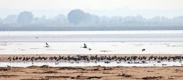 鑫配资官网 候鸟迁徙
